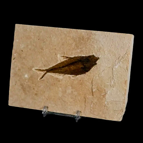 3.1" Diplomystus Dentatus Fossil Fish Green River FM WY Eocene Age COA, Stand - Fossil Age Minerals
