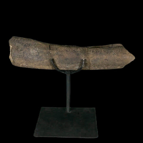 8.5" Maiasaura Hadrosaur Dinosaur Limb Bone Fossil Two Medicine FM MT COA Stand - Fossil Age Minerals