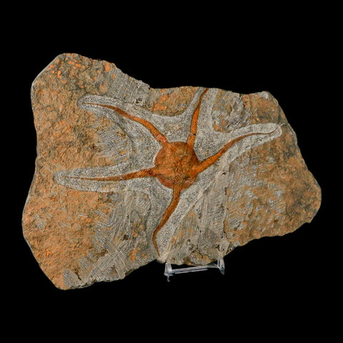 6.9" Brittlestar Ophiura Sp Starfish Fossil Ordovician Age Morocco COA & Stand - Fossil Age Minerals