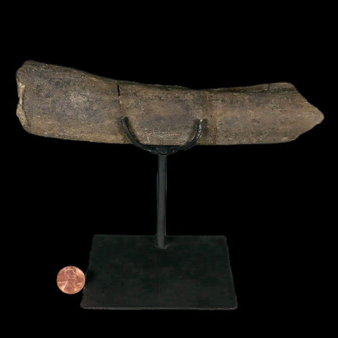 8.5" Maiasaura Hadrosaur Dinosaur Limb Bone Fossil Two Medicine FM MT COA Stand - Fossil Age Minerals