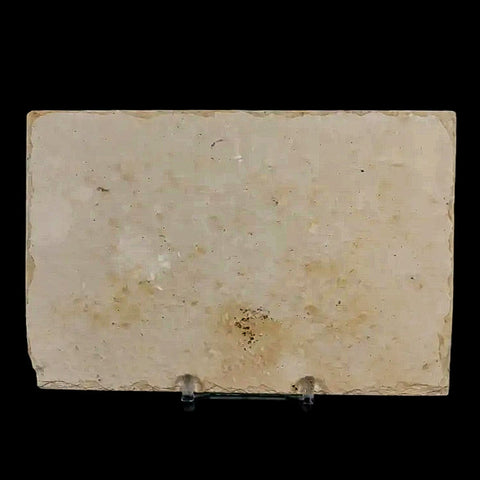 3.1" Diplomystus Dentatus Fossil Fish Green River FM WY Eocene Age COA, Stand - Fossil Age Minerals