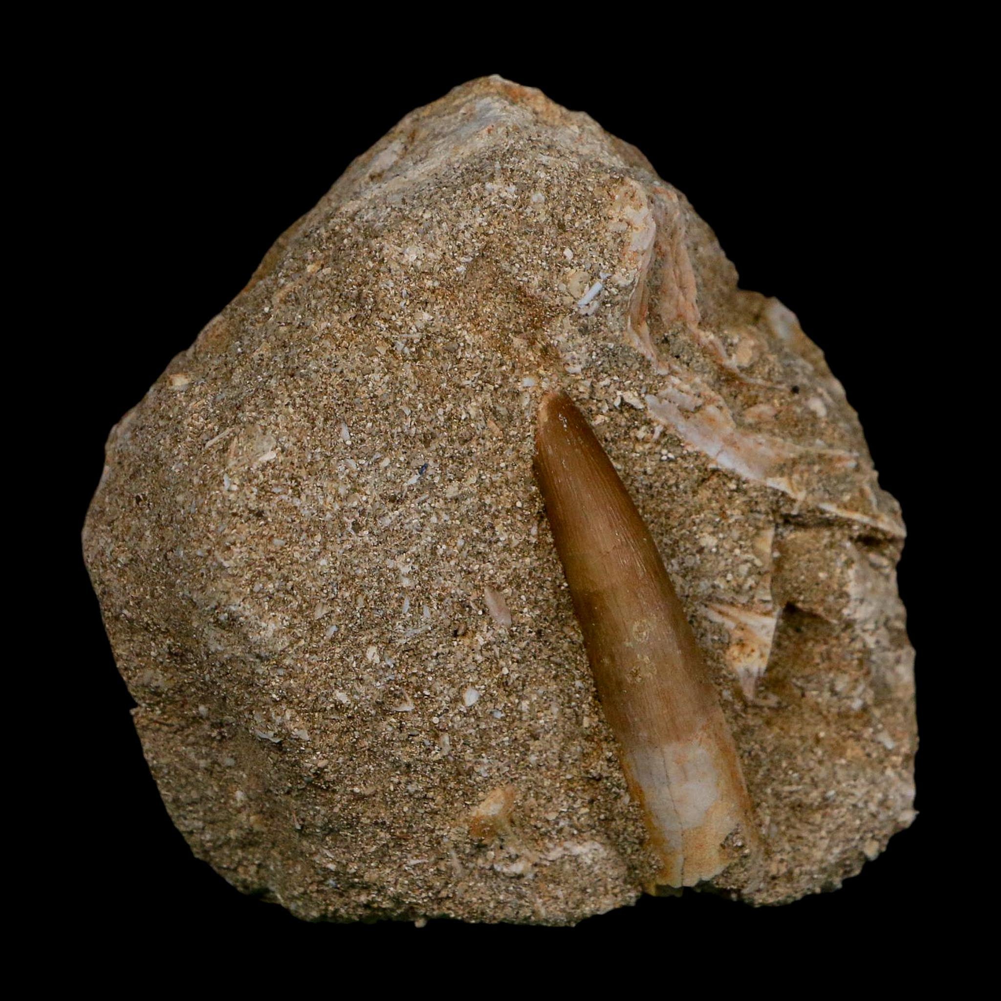 1.6" Plesiosaur Zarafasaura Tooth Fossil In Matrix Cretaceous Dinosaur Era COA