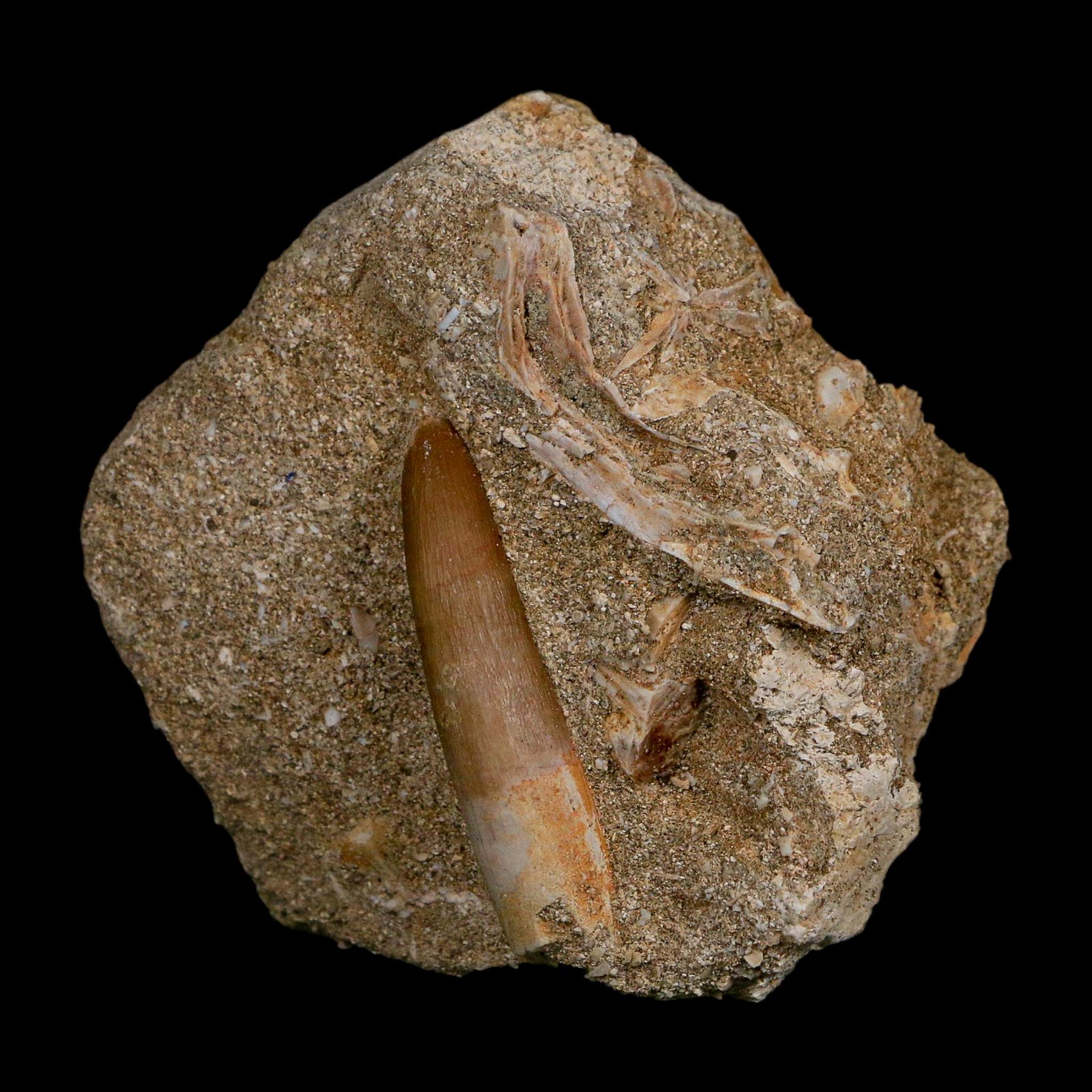 1.6" Plesiosaur Zarafasaura Tooth Fossil In Matrix Cretaceous Dinosaur Era COA