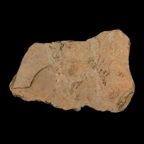 6.9" Brittlestar Ophiura Sp Starfish Fossil Ordovician Age Morocco COA & Stand - Fossil Age Minerals