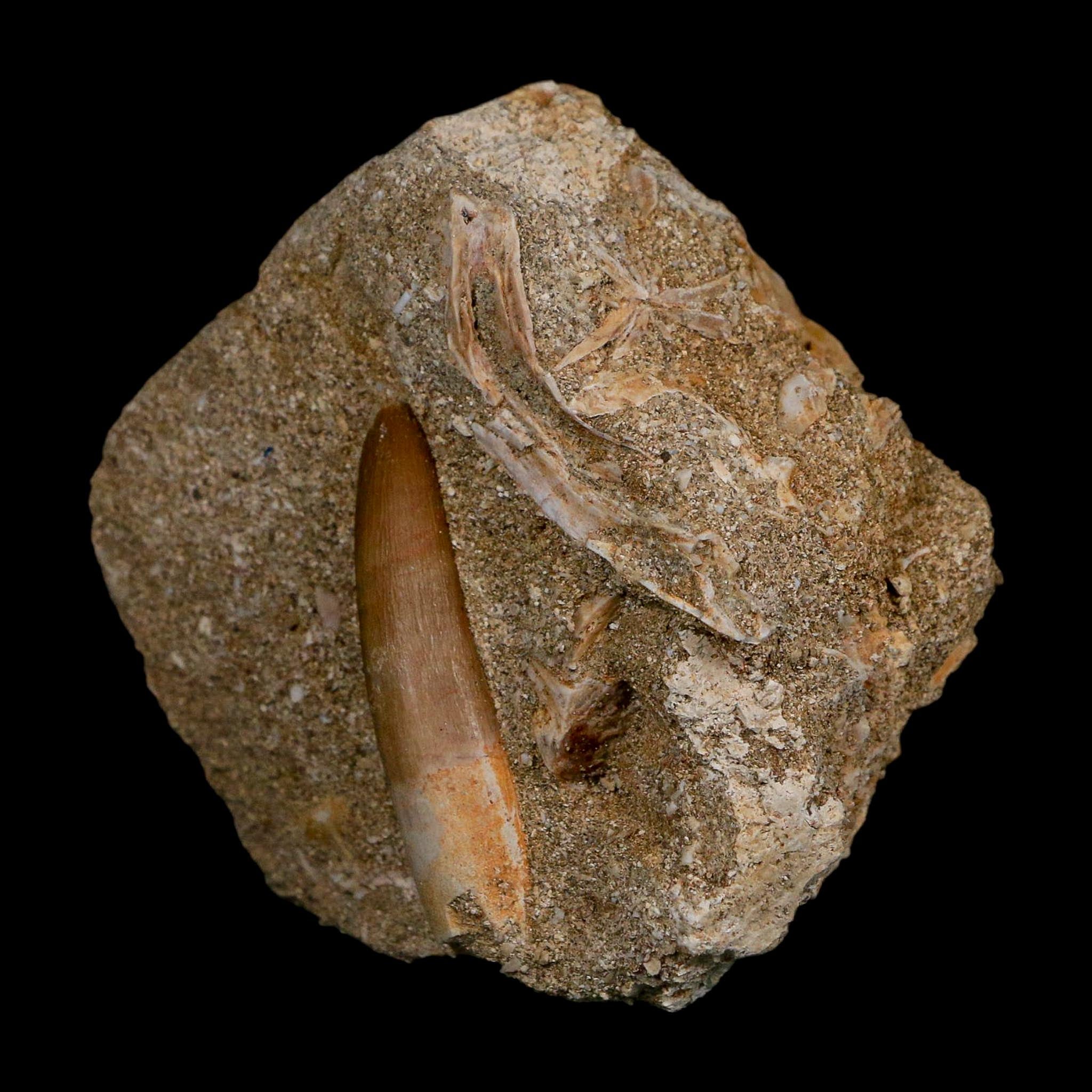 1.6" Plesiosaur Zarafasaura Tooth Fossil In Matrix Cretaceous Dinosaur Era COA