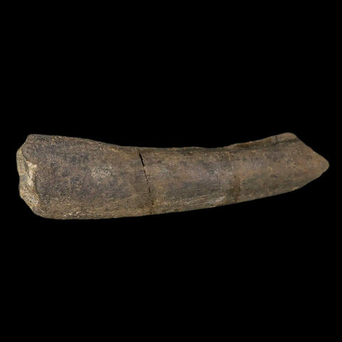 8.5" Maiasaura Hadrosaur Dinosaur Limb Bone Fossil Two Medicine FM MT COA Stand - Fossil Age Minerals