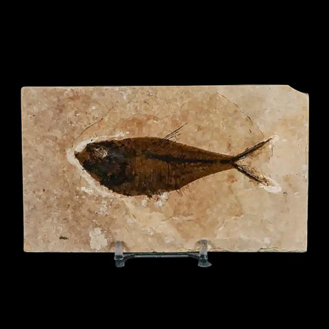 3.6" Diplomystus Dentatus Fossil Fish Green River FM WY Eocene Age COA, Stand - Fossil Age Minerals