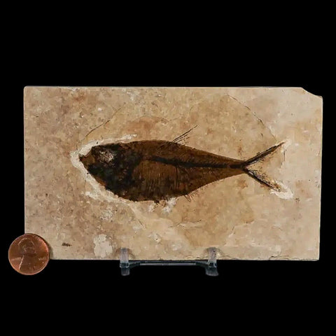 3.6" Diplomystus Dentatus Fossil Fish Green River FM WY Eocene Age COA, Stand - Fossil Age Minerals