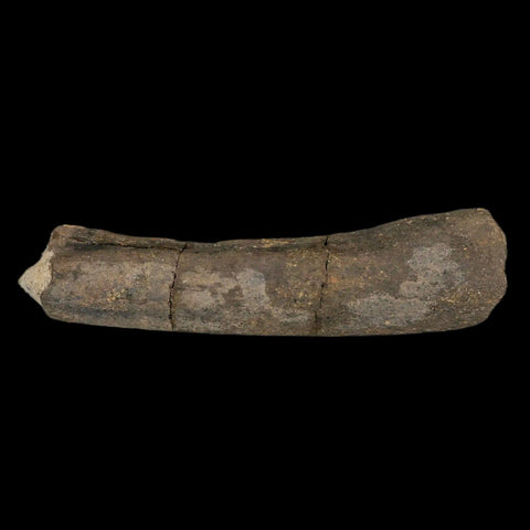 8.5" Maiasaura Hadrosaur Dinosaur Limb Bone Fossil Two Medicine FM MT COA Stand - Fossil Age Minerals