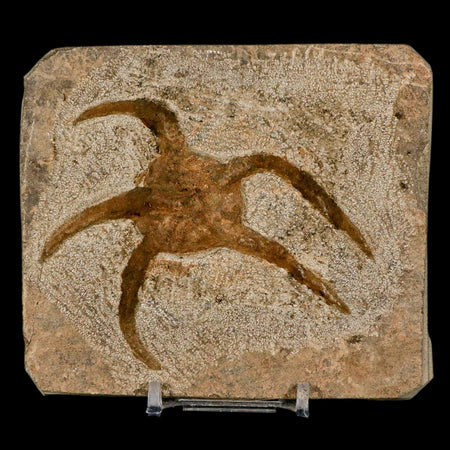 3.5" Brittle Star Ophiura Sp Starfish Fossil Ordovician Age Morocco COA & Stand