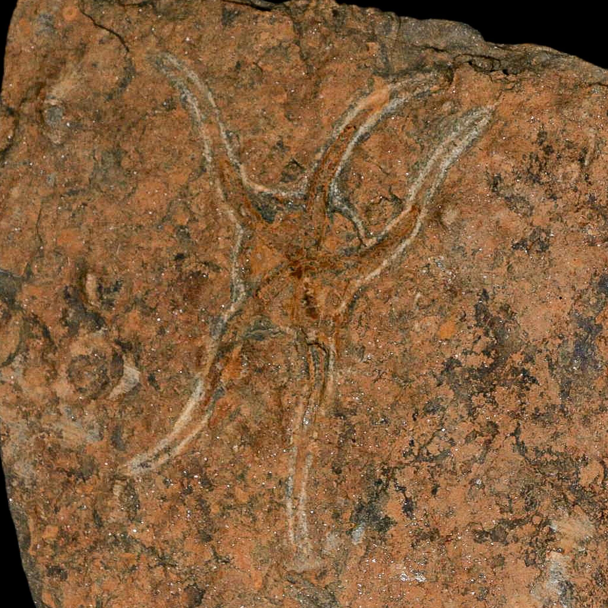 19.7" Brittle Star Ophiura Sp Starfish Mortality Plate Fossil Ordovician Age COA & Stand - Fossil Age Minerals
