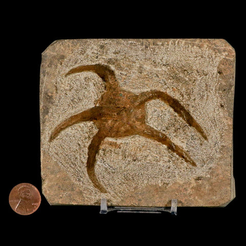 3.5" Brittle Star Ophiura Sp Starfish Fossil Ordovician Age Morocco COA & Stand - Fossil Age Minerals