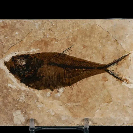 3.6" Diplomystus Dentatus Fossil Fish Green River FM WY Eocene Age COA, Stand