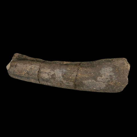8.5" Maiasaura Hadrosaur Dinosaur Limb Bone Fossil Two Medicine FM MT COA Stand - Fossil Age Minerals