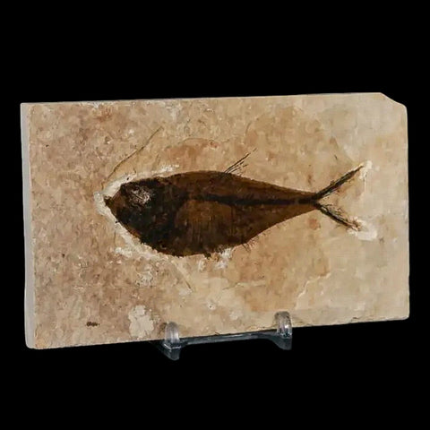 3.6" Diplomystus Dentatus Fossil Fish Green River FM WY Eocene Age COA, Stand - Fossil Age Minerals