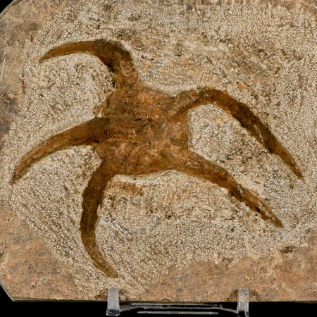 3.5" Brittle Star Ophiura Sp Starfish Fossil Ordovician Age Morocco COA & Stand