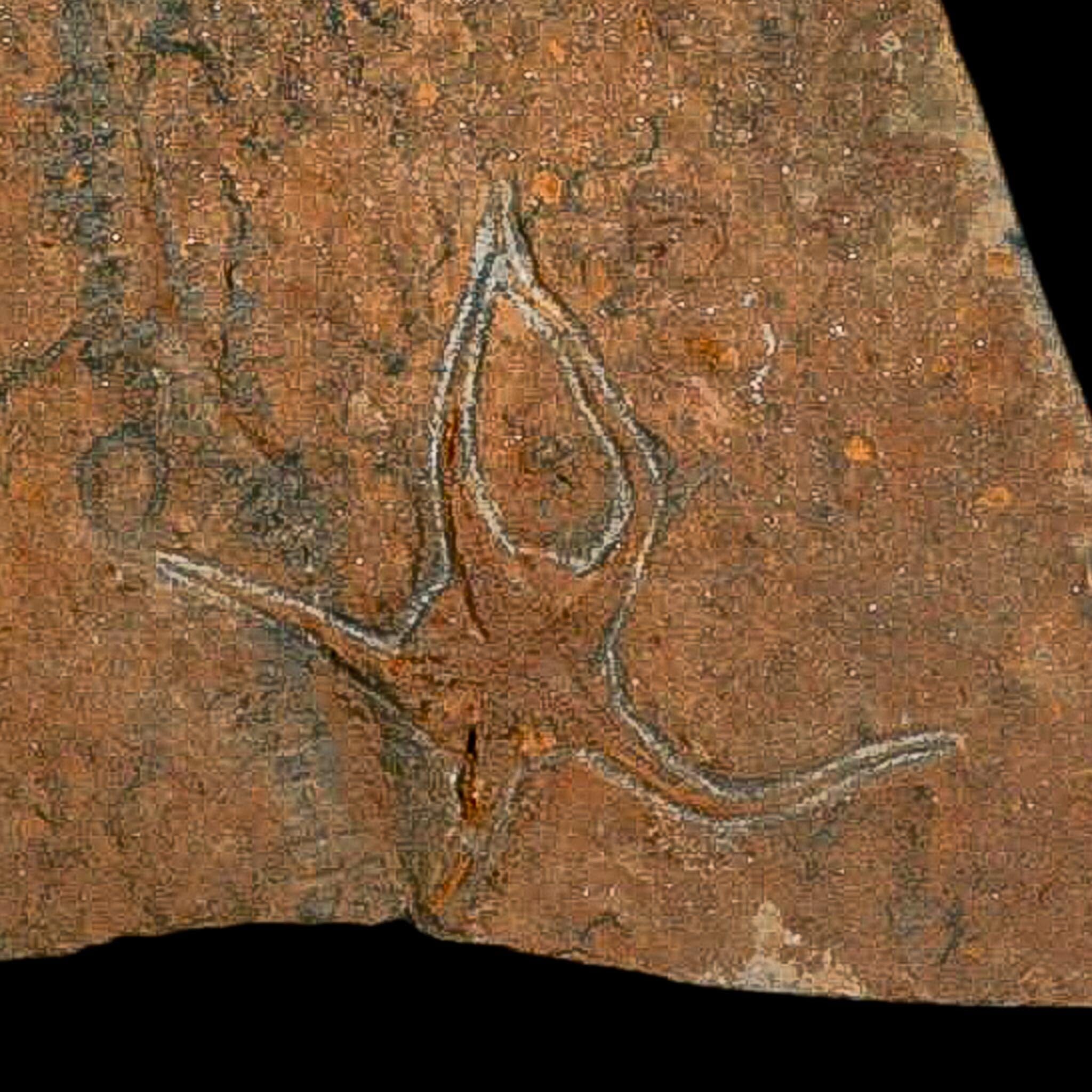 19.7" Brittle Star Ophiura Sp Starfish Mortality Plate Fossil Ordovician Age COA & Stand - Fossil Age Minerals