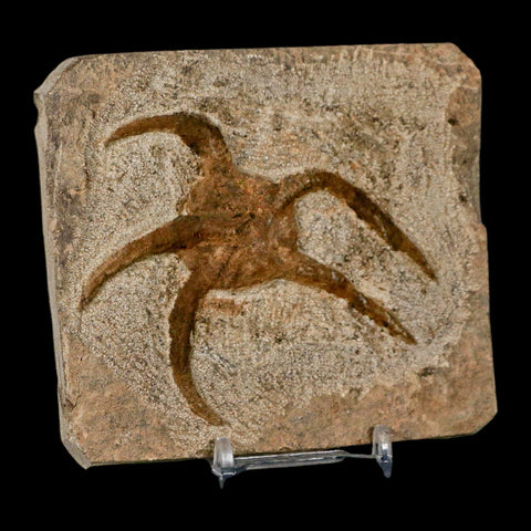 3.5" Brittle Star Ophiura Sp Starfish Fossil Ordovician Age Morocco COA & Stand - Fossil Age Minerals