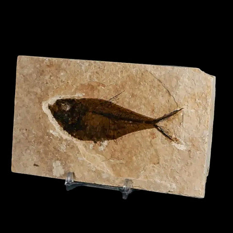 3.6" Diplomystus Dentatus Fossil Fish Green River FM WY Eocene Age COA, Stand - Fossil Age Minerals