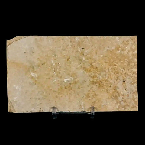 3.6" Diplomystus Dentatus Fossil Fish Green River FM WY Eocene Age COA, Stand - Fossil Age Minerals