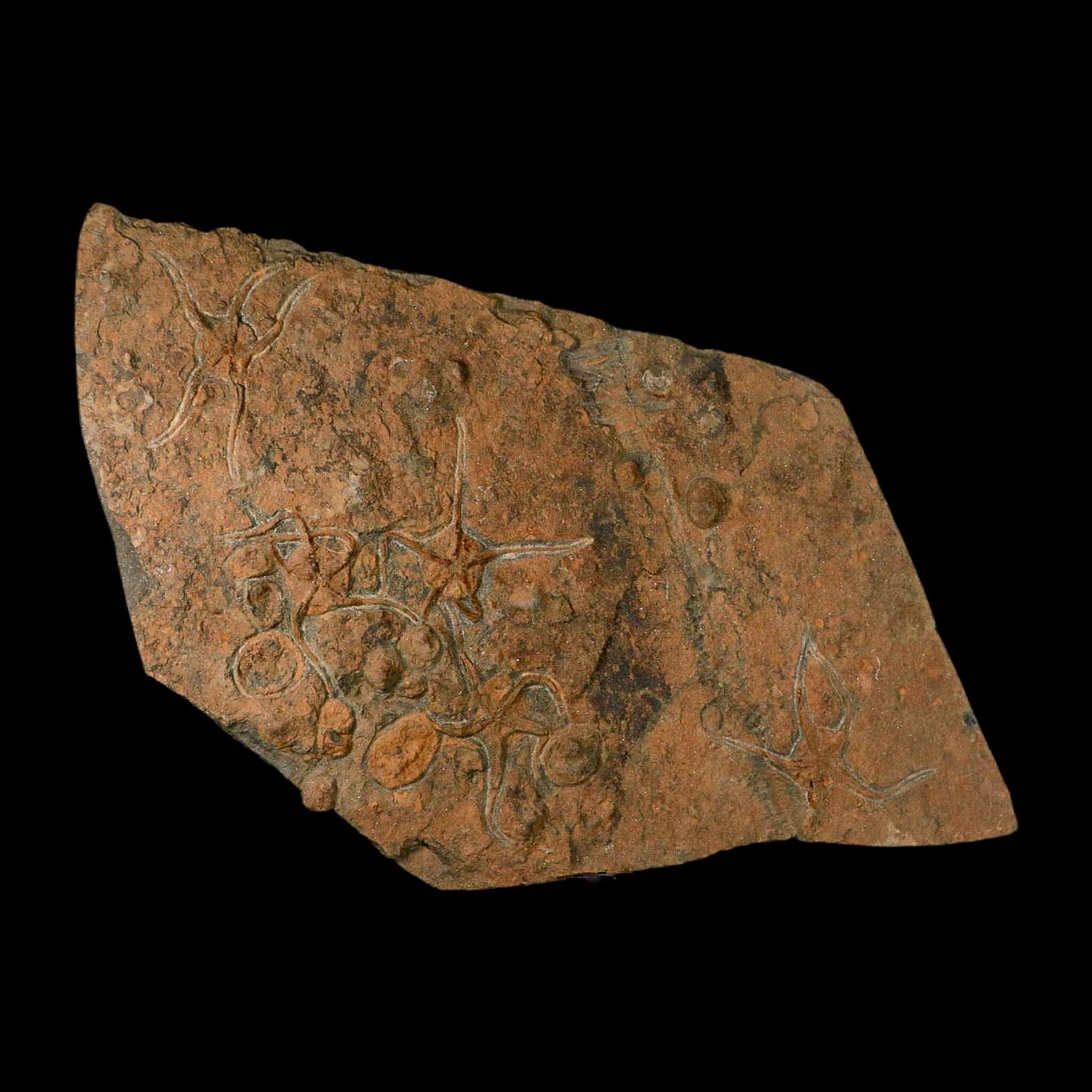 19.7" Brittle Star Ophiura Sp Starfish Mortality Plate Fossil Ordovician Age COA & Stand - Fossil Age Minerals