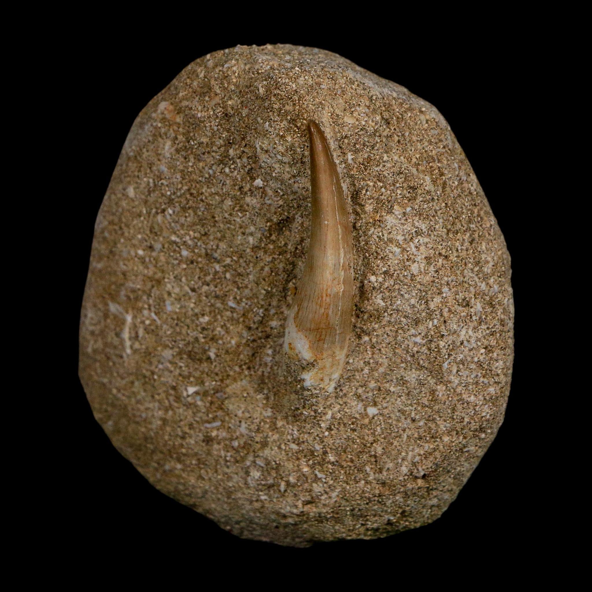 1.5" Plesiosaur Zarafasaura Tooth Fossil In Matrix Cretaceous Dinosaur Era COA