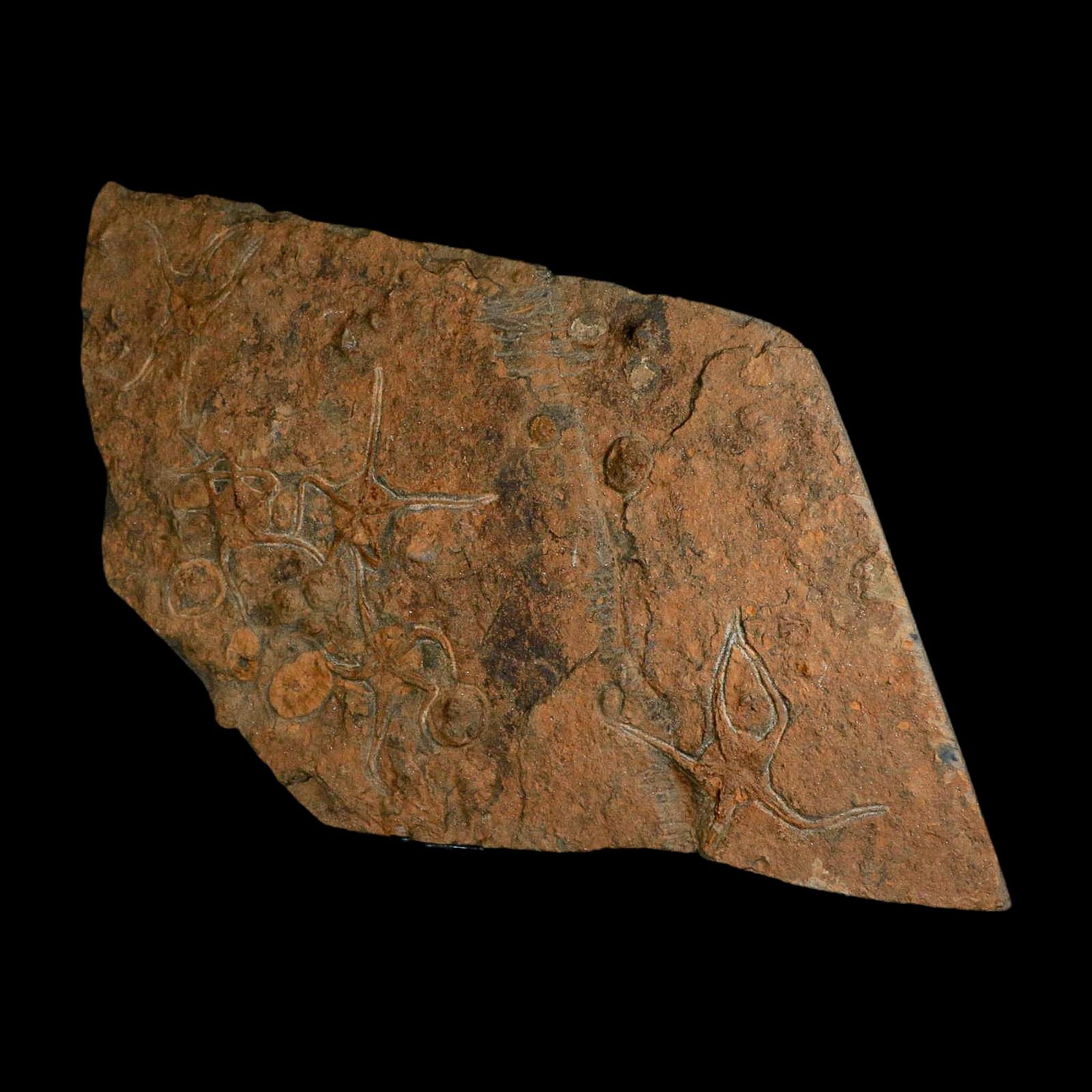 19.7" Brittle Star Ophiura Sp Starfish Mortality Plate Fossil Ordovician Age COA & Stand - Fossil Age Minerals