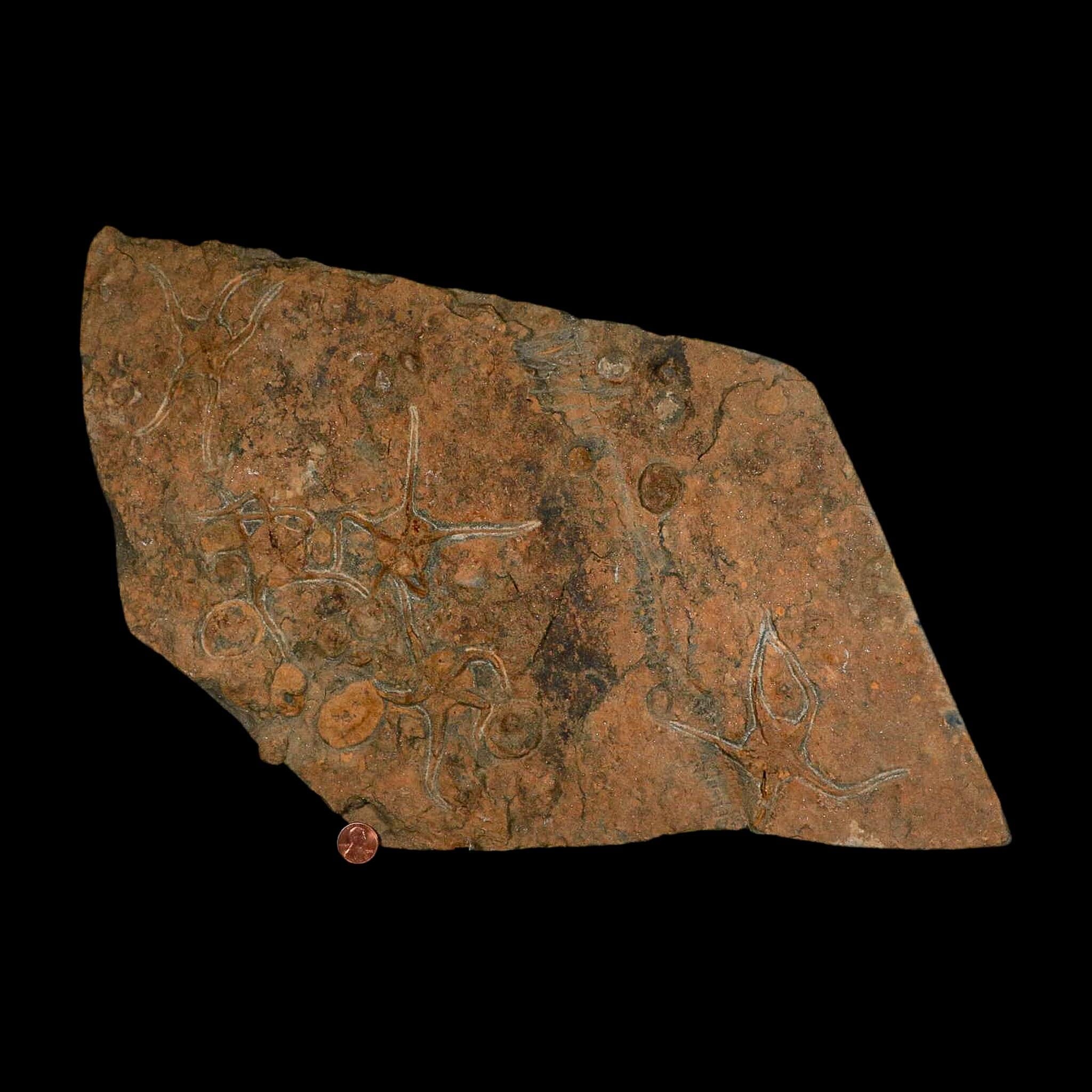 19.7" Brittle Star Ophiura Sp Starfish Mortality Plate Fossil Ordovician Age COA & Stand - Fossil Age Minerals