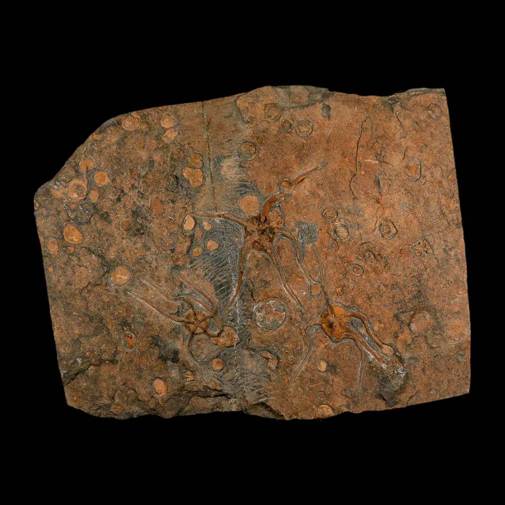13.2" Brittle Star Ophiura Sp Starfish Mortality Plate Fossil Ordovician Age COA & Stand - Fossil Age Minerals