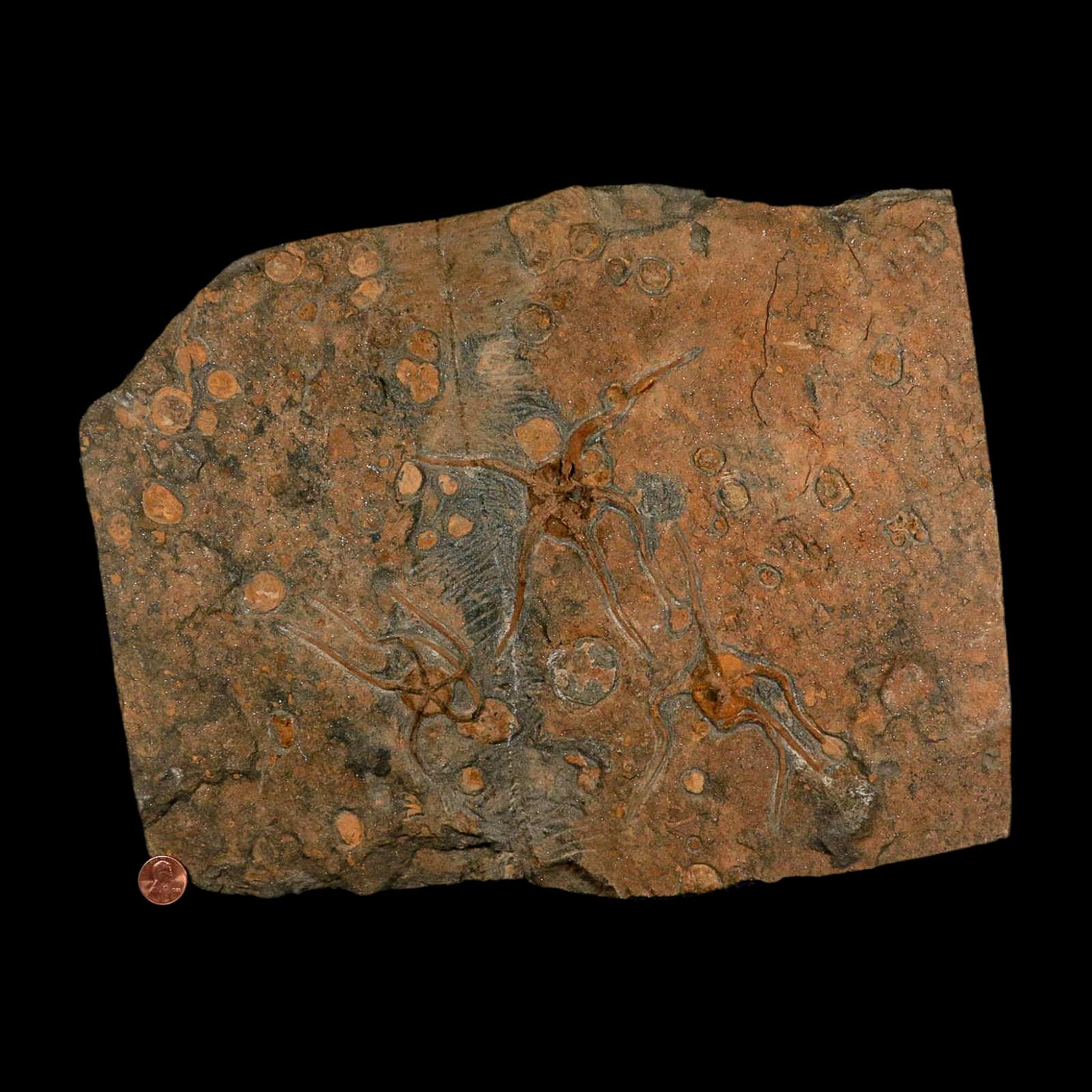 13.2" Brittle Star Ophiura Sp Starfish Mortality Plate Fossil Ordovician Age COA & Stand - Fossil Age Minerals