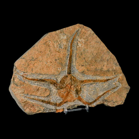 7.2" Brittle Star Ophiura Sp Starfish Fossil Ordovician Age Morocco COA & Stand - Fossil Age Minerals