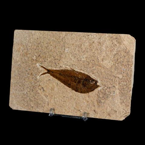 3" Diplomystus Dentatus Fossil Fish Green River FM WY Eocene Age COA, Stand - Fossil Age Minerals