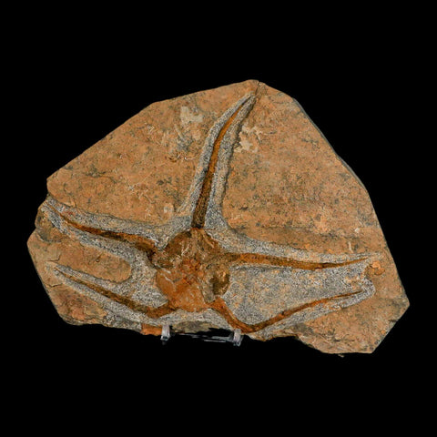 7.2" Brittle Star Ophiura Sp Starfish Fossil Ordovician Age Morocco COA & Stand - Fossil Age Minerals