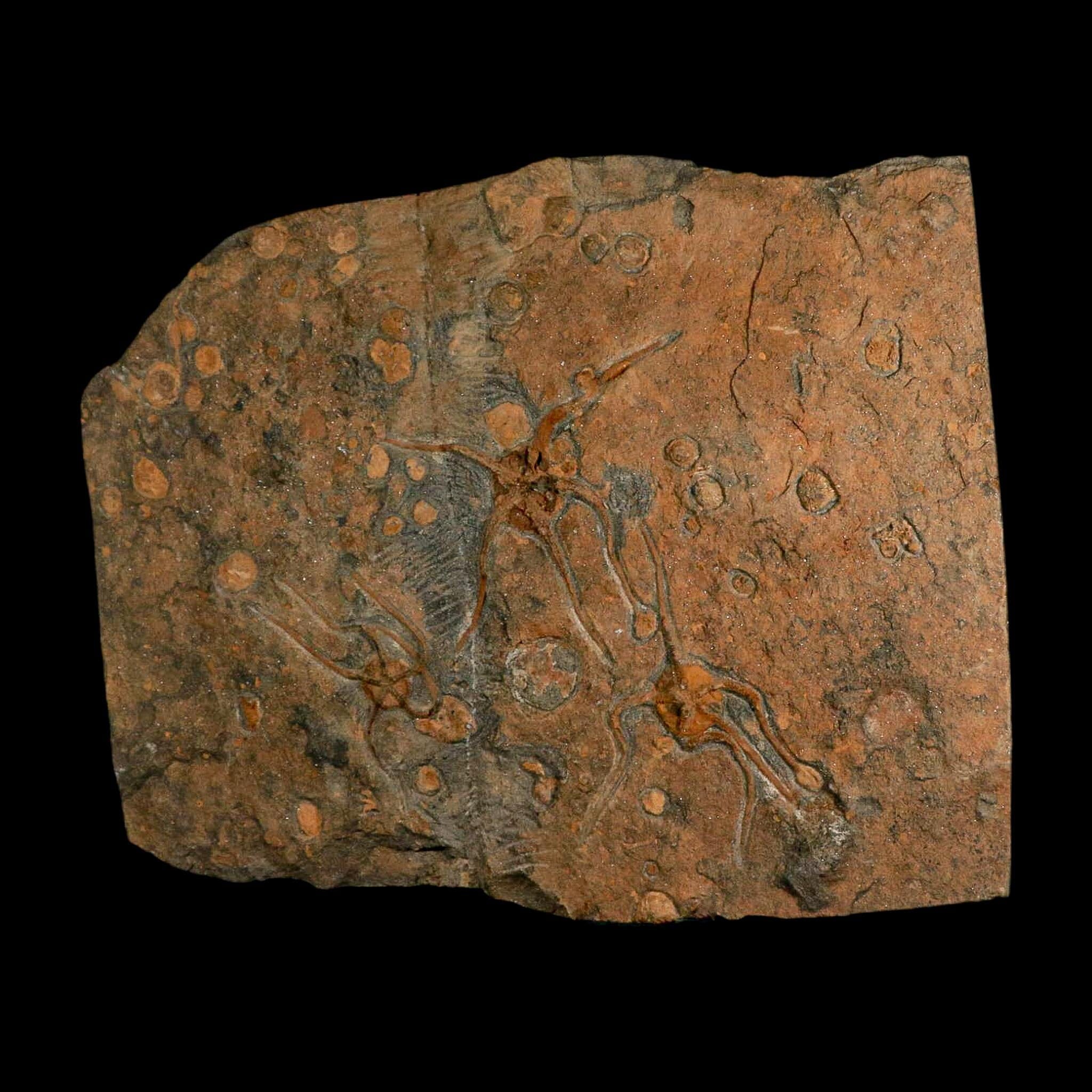 13.2" Brittle Star Ophiura Sp Starfish Mortality Plate Fossil Ordovician Age COA & Stand - Fossil Age Minerals