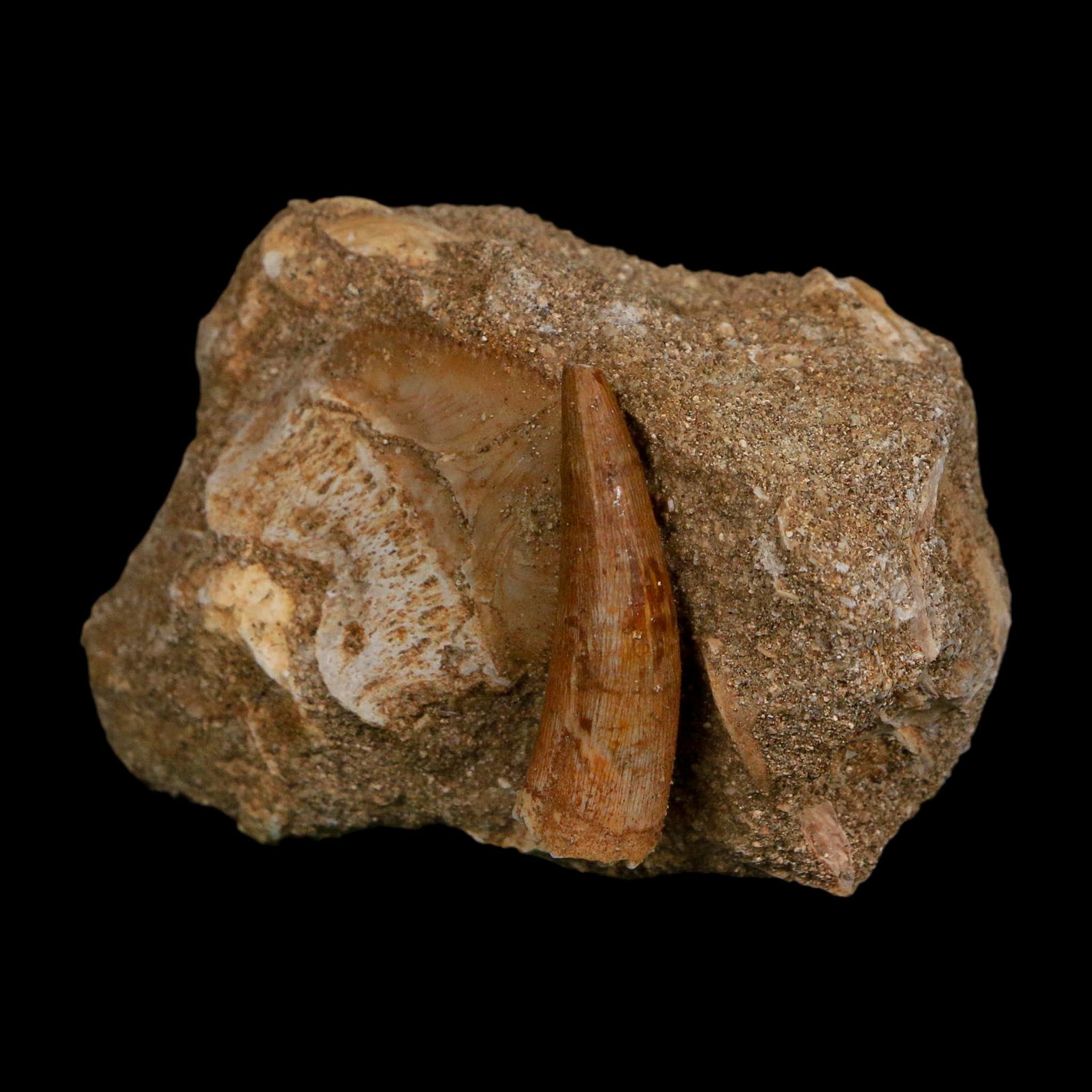 1.2" Plesiosaur Zarafasaura Tooth And Shark Tooth Fossil In Matrix Cretaceous Era COA
