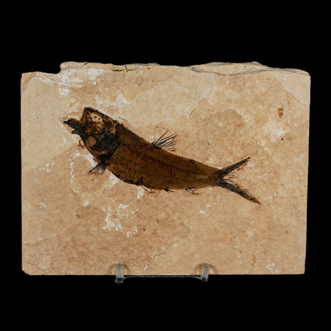 3.9" Knightia Eocaena Fossil Fish Green River FM Wyoming Eocene Age COA & Stand - Fossil Age Minerals