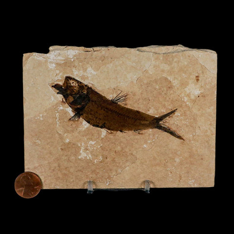 3.9" Knightia Eocaena Fossil Fish Green River FM Wyoming Eocene Age COA & Stand - Fossil Age Minerals