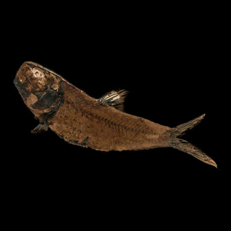 3.9" Knightia Eocaena Fossil Fish Green River FM Wyoming Eocene Age COA & Stand