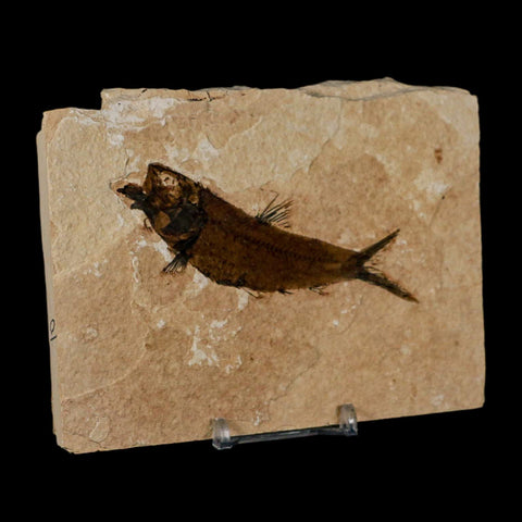 3.9" Knightia Eocaena Fossil Fish Green River FM Wyoming Eocene Age COA & Stand - Fossil Age Minerals