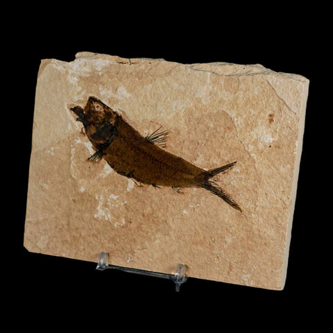 3.9" Knightia Eocaena Fossil Fish Green River FM Wyoming Eocene Age COA & Stand - Fossil Age Minerals