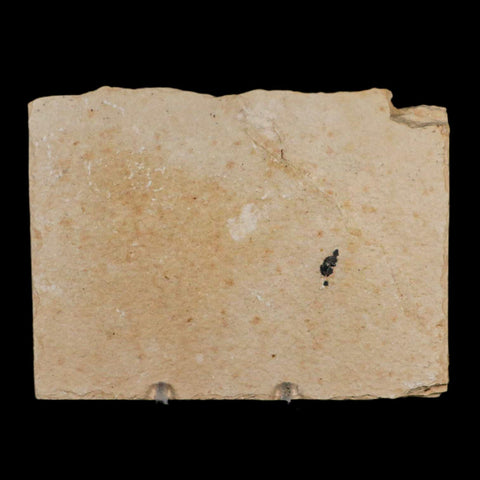 3.9" Knightia Eocaena Fossil Fish Green River FM Wyoming Eocene Age COA & Stand - Fossil Age Minerals