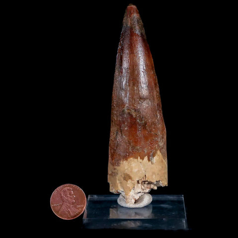 XXL 4.1" Spinosaurus Fossil Tooth 100 Mil Yrs Old Cretaceous Dinosaur COA & Stand - Fossil Age Minerals
