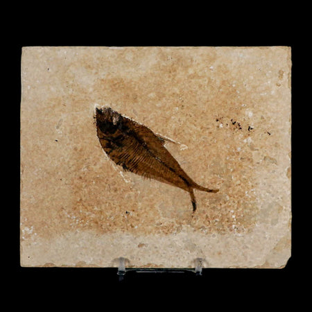 2.9" Diplomystus Dentatus Fossil Fish Green River FM WY Eocene Age COA, Stand