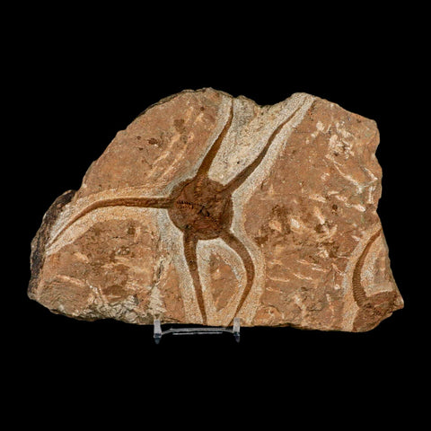 4.5" Brittle Star Ophiura Sp Starfish Fossil Ordovician Age Morocco COA & Stand - Fossil Age Minerals