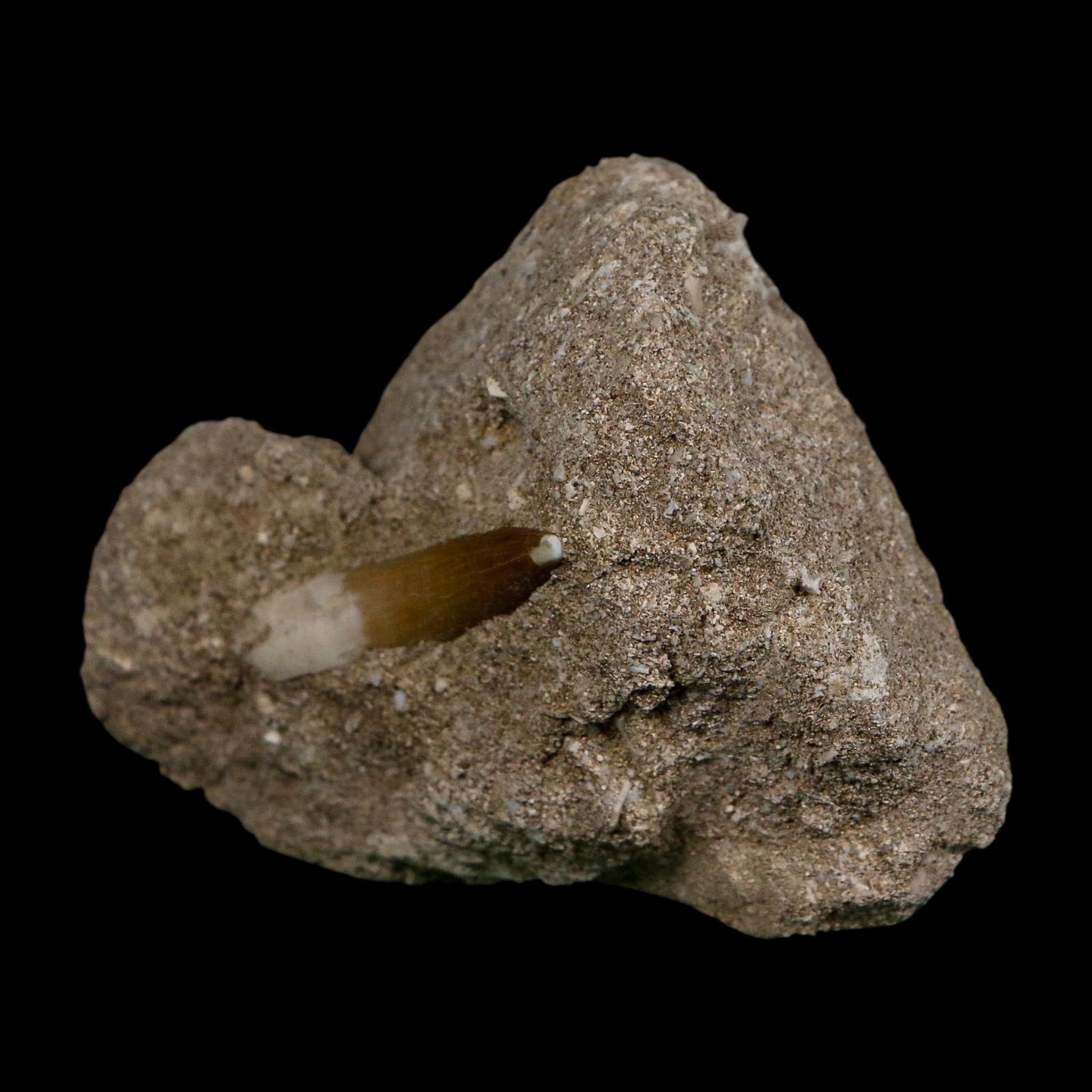 1.3" Plesiosaur Zarafasaura Tooth Fossil In Matrix Cretaceous Dinosaur Era COA