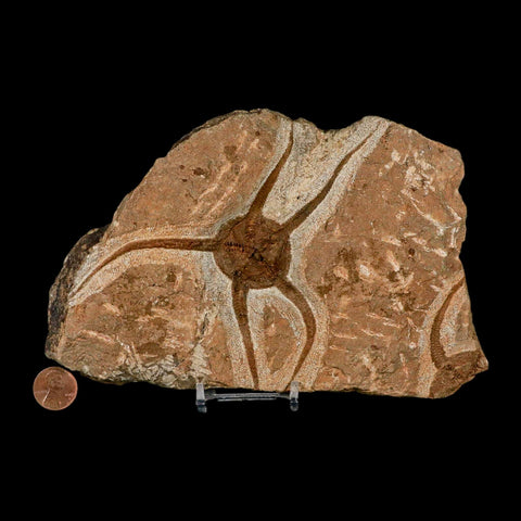 4.5" Brittle Star Ophiura Sp Starfish Fossil Ordovician Age Morocco COA & Stand - Fossil Age Minerals