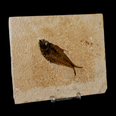 2.9" Diplomystus Dentatus Fossil Fish Green River FM WY Eocene Age COA, Stand - Fossil Age Minerals