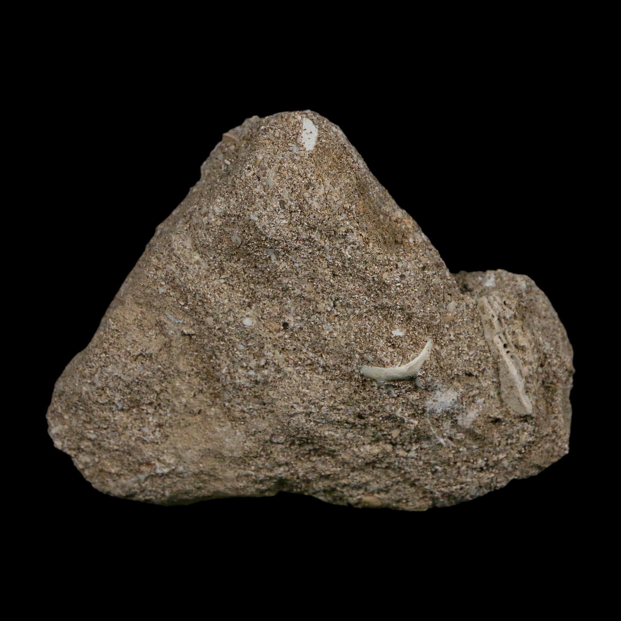 1.3" Plesiosaur Zarafasaura Tooth Fossil In Matrix Cretaceous Dinosaur Era COA