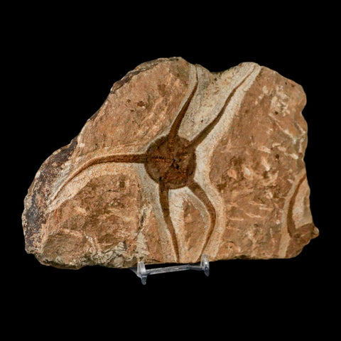 4.5" Brittle Star Ophiura Sp Starfish Fossil Ordovician Age Morocco COA & Stand - Fossil Age Minerals