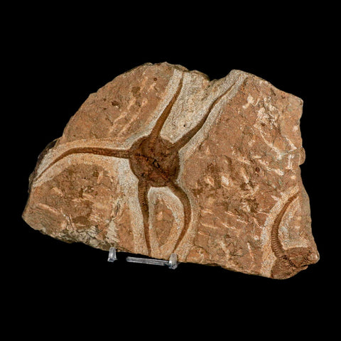 4.5" Brittle Star Ophiura Sp Starfish Fossil Ordovician Age Morocco COA & Stand - Fossil Age Minerals